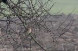 20140119_Bruine klauwier_Netterden_03